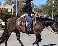 western-riding-quarter-horse