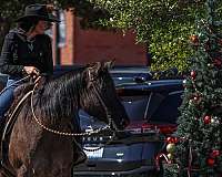 working-cattle-quarter-horse