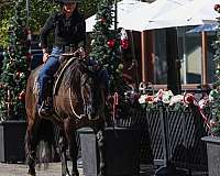 grulla-quarter-horse-mare