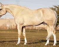 athletic-quarter-horse