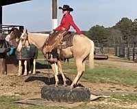 working-cattle-quarter-horse