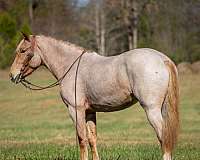 athletic-quarter-horse