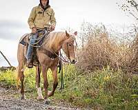 husband-safe-quarter-horse