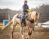 ranch-work-quarter-horse