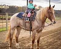 ridden-english-quarter-horse