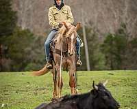 roping-quarter-horse