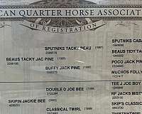 performance-quarter-horse