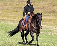 ranch-versatility-quarter-horse