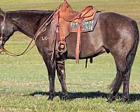 ranch-work-quarter-horse