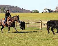 roping-quarter-horse