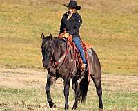 trail-riding-quarter-horse