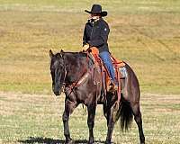 western-riding-quarter-horse