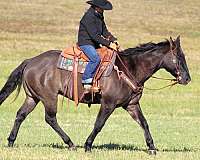 working-cattle-quarter-horse