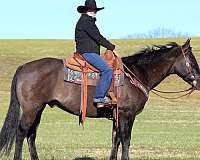 grulla-quarter-horse-gelding