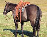 grulla-all-around-horse