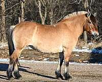 sorrel-fjord-horse