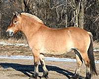 all-around-fjord-horse