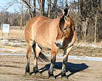 beginner-fjord-horse