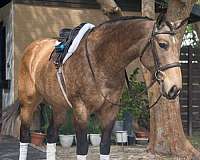 athletic-draft-horse