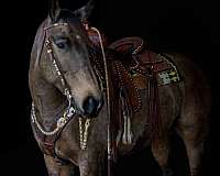 flashy-draft-horse