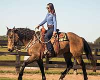 husband-safe-draft-horse