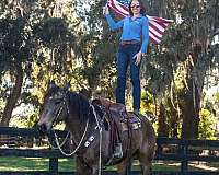 parade-draft-horse