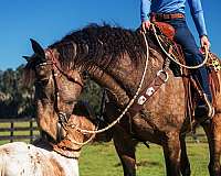 performance-draft-horse