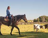 ranch-work-draft-horse