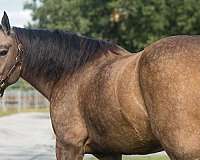 ridden-western-draft-horse