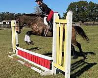 trail-riding-draft-horse