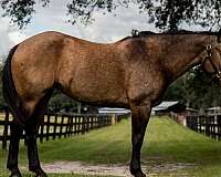 buckskin-all-around-horse