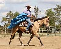 calf-roping-quarter-horse