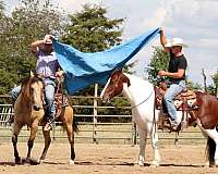 ranch-work-quarter-horse