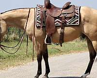 roping-quarter-horse