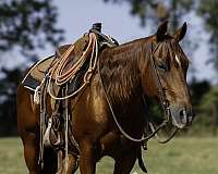 athletic-quarter-horse