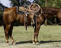 calf-roping-quarter-horse