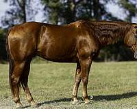 flashy-quarter-horse