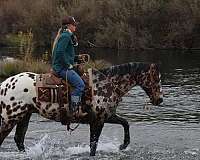 athletic-appaloosa-horse