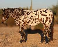 flashy-appaloosa-horse