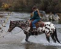 performance-appaloosa-horse