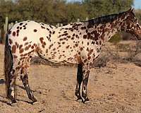 halter-appaloosa-horse