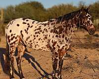 husband-safe-appaloosa-horse