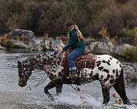 ranch-versatility-appaloosa-horse