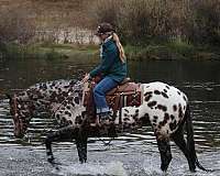 show-appaloosa-horse