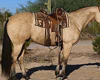 athletic-quarter-horse