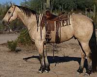 calf-roping-quarter-horse