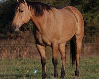 athletic-quarter-horse