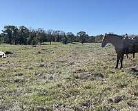 husband-safe-quarter-horse