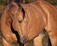 ranch-work-quarter-horse