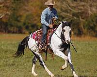 piebald-apha-gelding